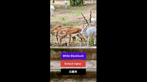 A symbol of purity and wild elegance. #WhiteBlackbuck #IndianWildlife