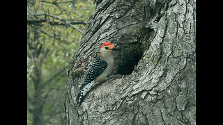 Red-Bellied Wookpecker 25 April 2025