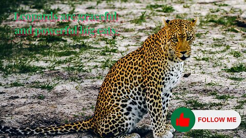 Leopards are graceful and powerful big cats.