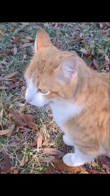 Radish Cat Returns! (Shorts)