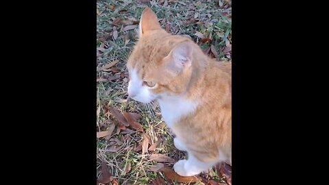 Radish Cat Returns! (Shorts)