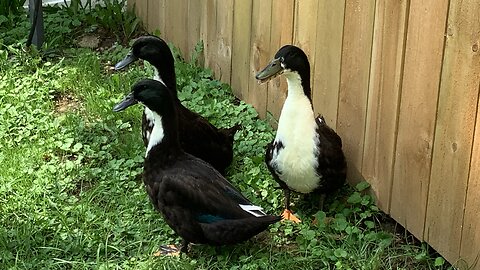 Ducks love Kohlrabi!!!