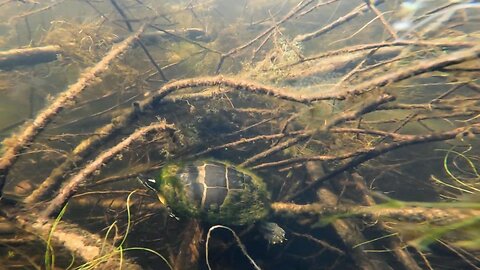 Painted Turtle