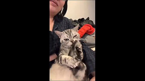 Polite Cat