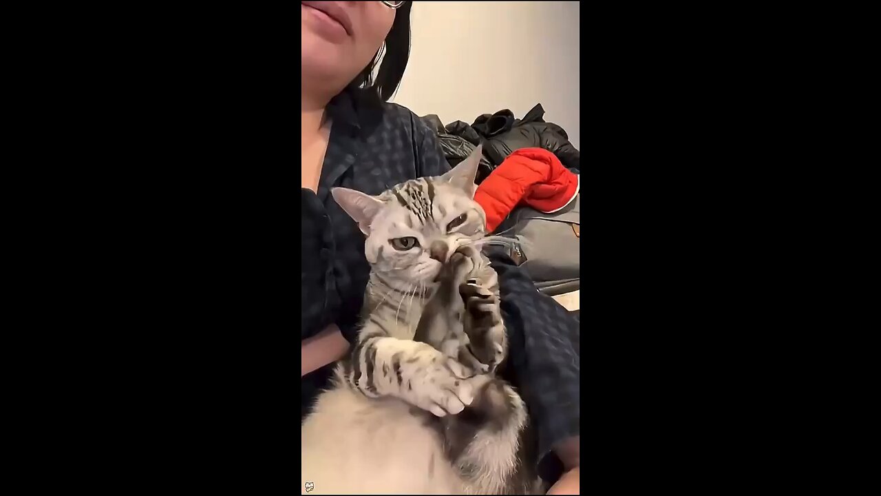 Polite Cat