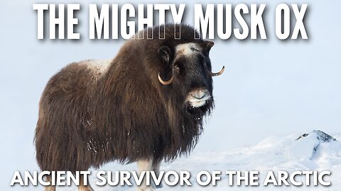 Meet the Musk Ox: The Arctic’s Ultimate Survivor