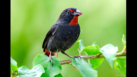 Bullfinch HD Audio Sangre Grande Trinidad & Tobago