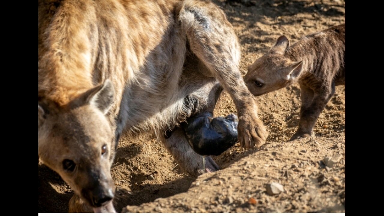The Moment of MAGIC!! Hyena birth.
