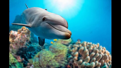 Dolphin Intelligence - There's More Than Meets The Eye !