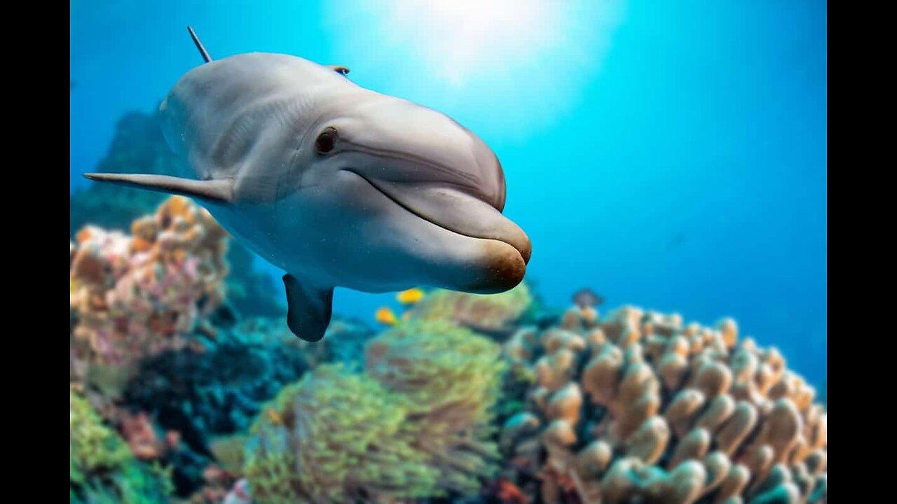 Dolphin Intelligence - There's More Than Meets The Eye !