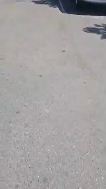 "Chee is awesome, eat a dick"