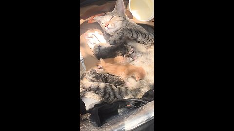 Cat Feeding Her Babies ❤️❤️❤️