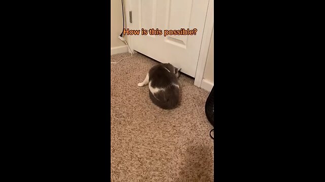 smart cat