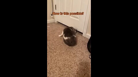 smart cat