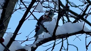 Woodpecker Working After a Snowfall