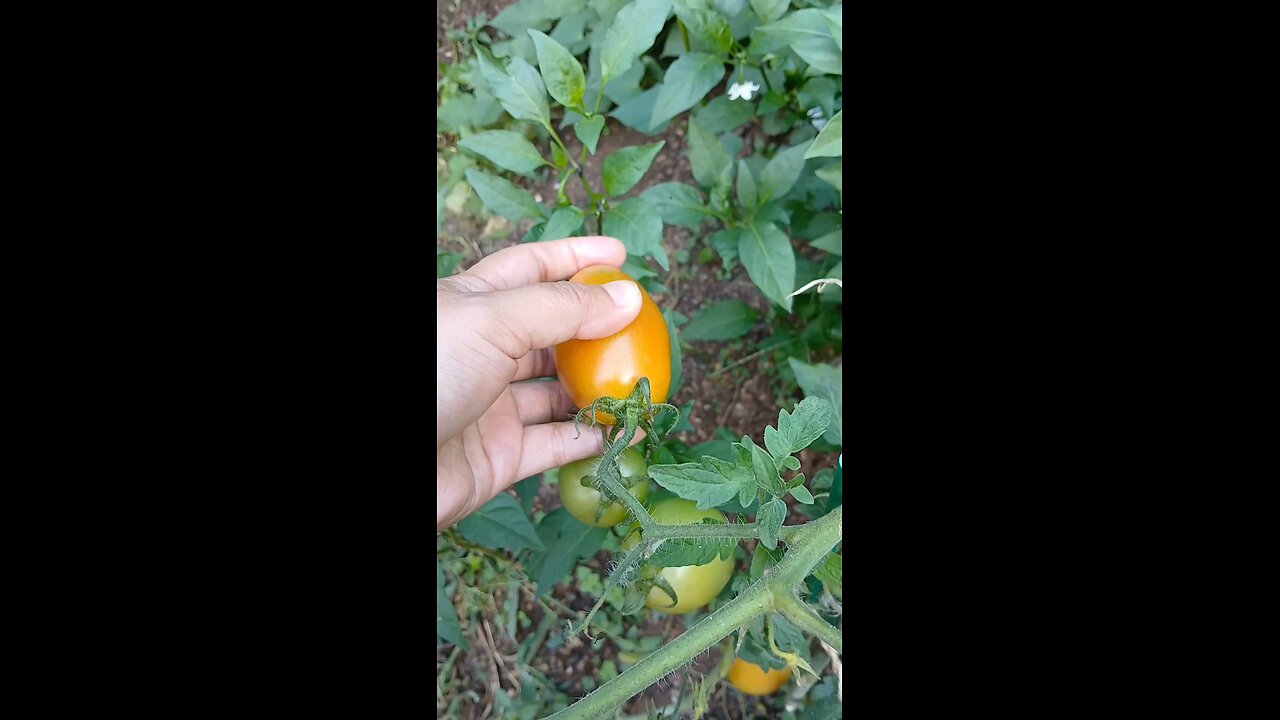 harvesting organic tomato 🍅