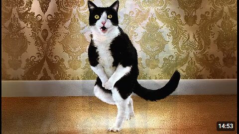 Get a CAT, they said It’ll be CHILL…Funny Cat Videos 2025
