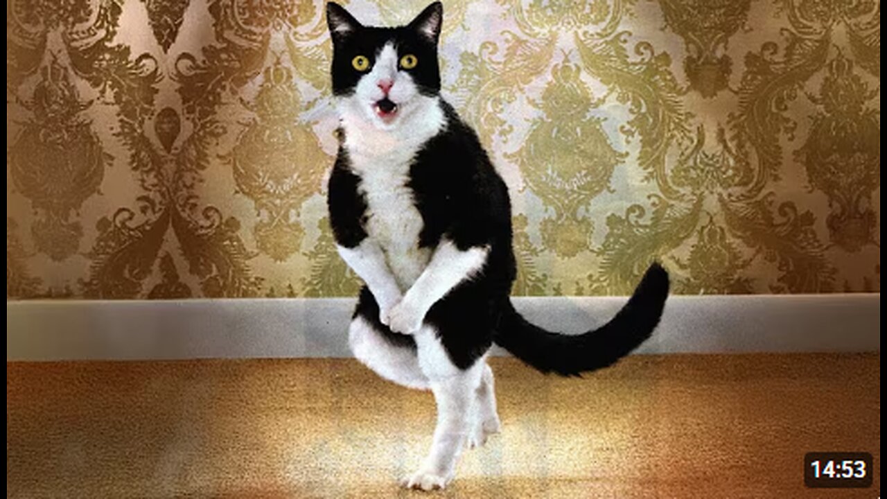 Get a CAT, they said It’ll be CHILL…Funny Cat Videos 2025
