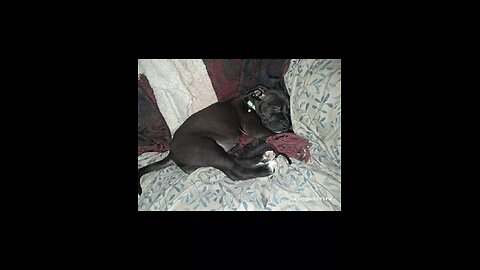 precious the mini Pitbull