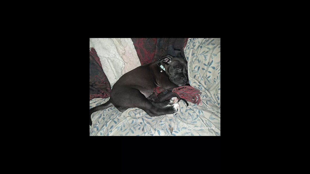 precious the mini Pitbull