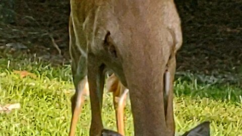 FL Deer has booboos on both shoulders