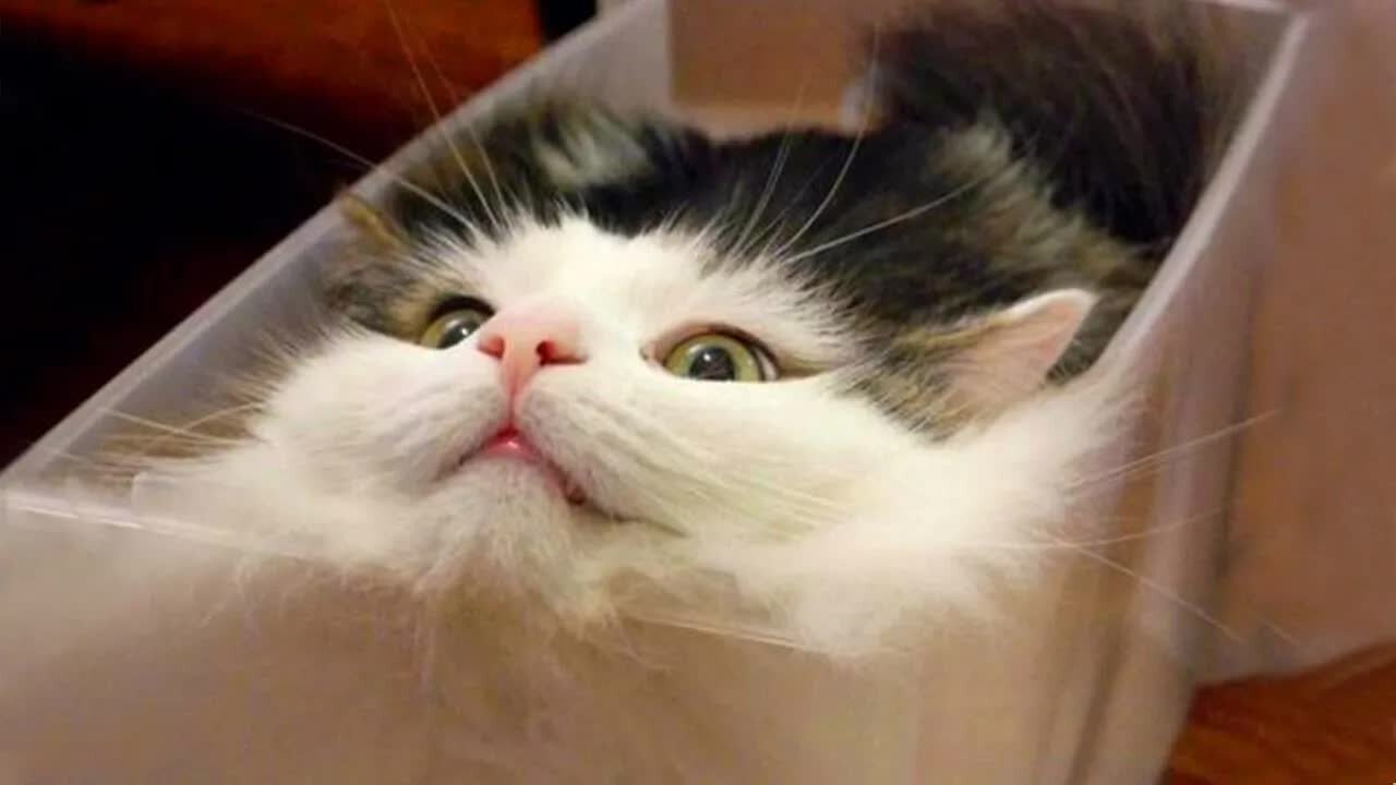 Can you watch without laughing 99 2% Impossible - Funniest CAT Videos