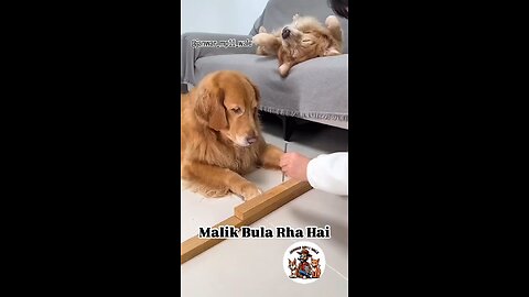 मालीक बुरा है