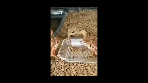 Funny animals being funny