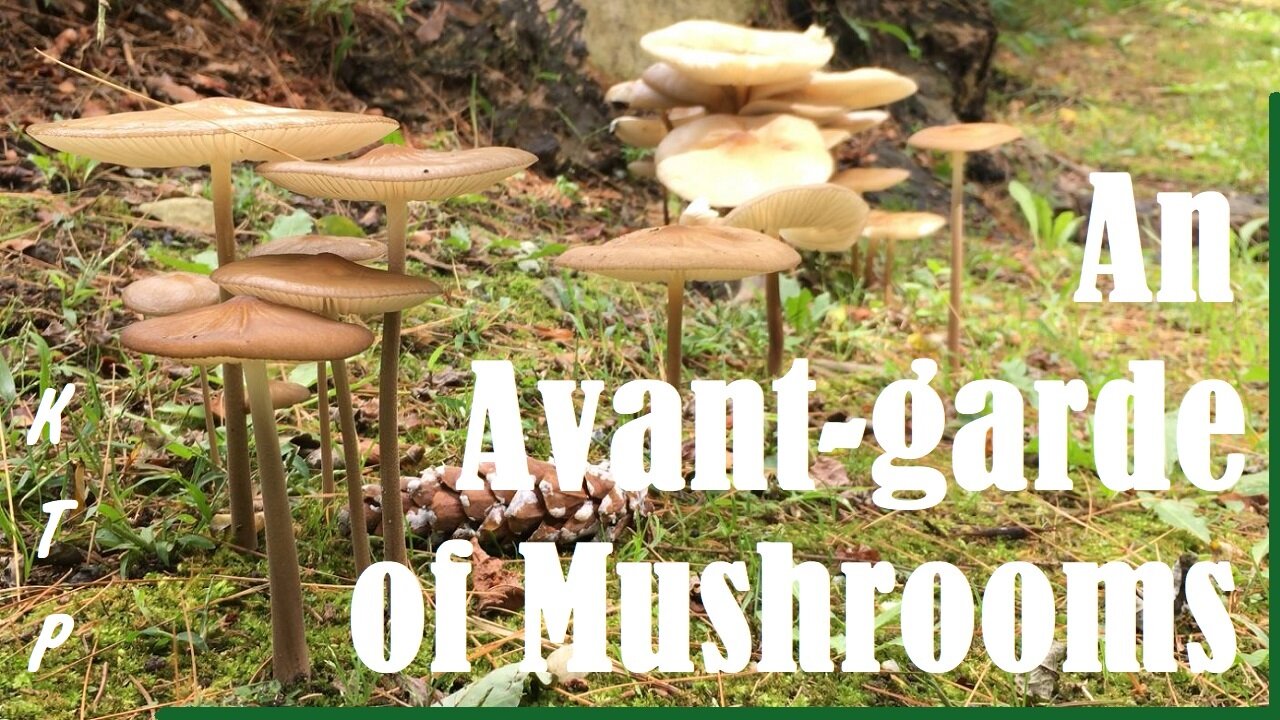 An Avant-garde of Mushrooms | O Avangardă de Ciuperci | Original Bi-lingual Song | Cântec original