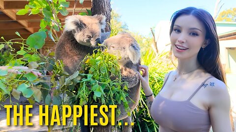 ✨ Australian Wildlife Adventure Like Never Before! 🇦🇺🦘🐨