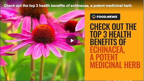 "Echinacea: Unveiling its Three Key Health Benefits"