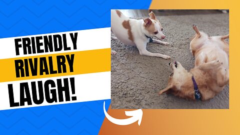 Fight! Fight!