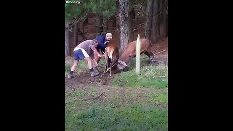 Deers Stuck In Fence