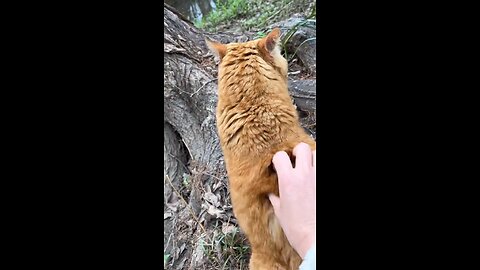 Cat angry.