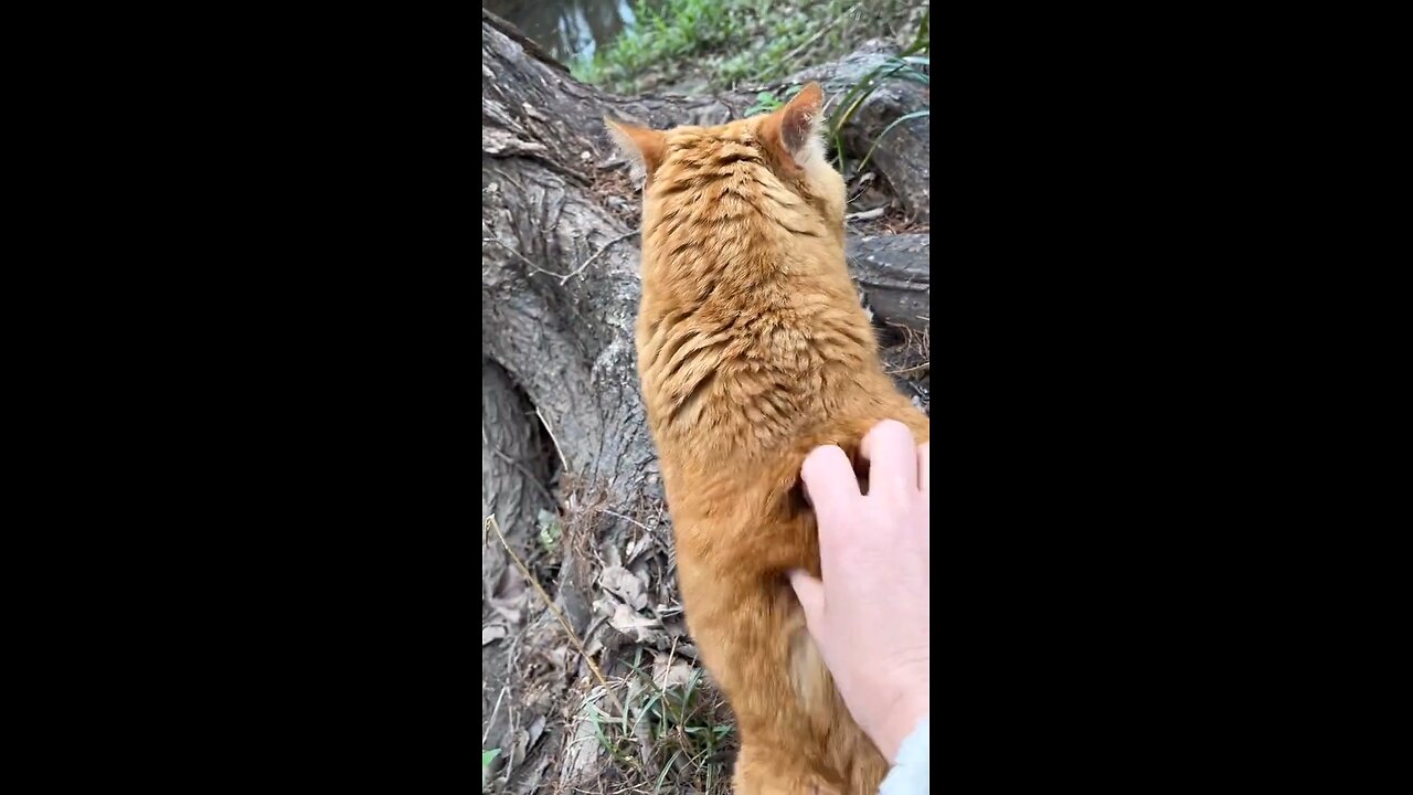 Cat angry.
