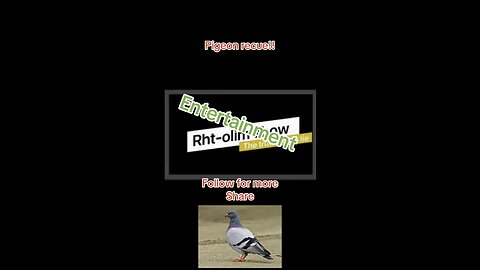 Pigeon rescue!