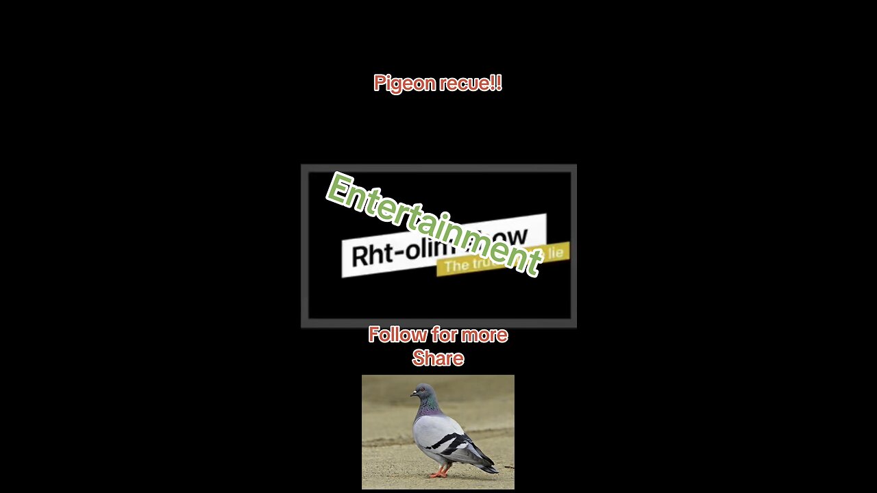 Pigeon rescue!