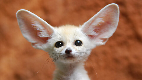 Cute Baby Animals #animal #cute #BestMoments