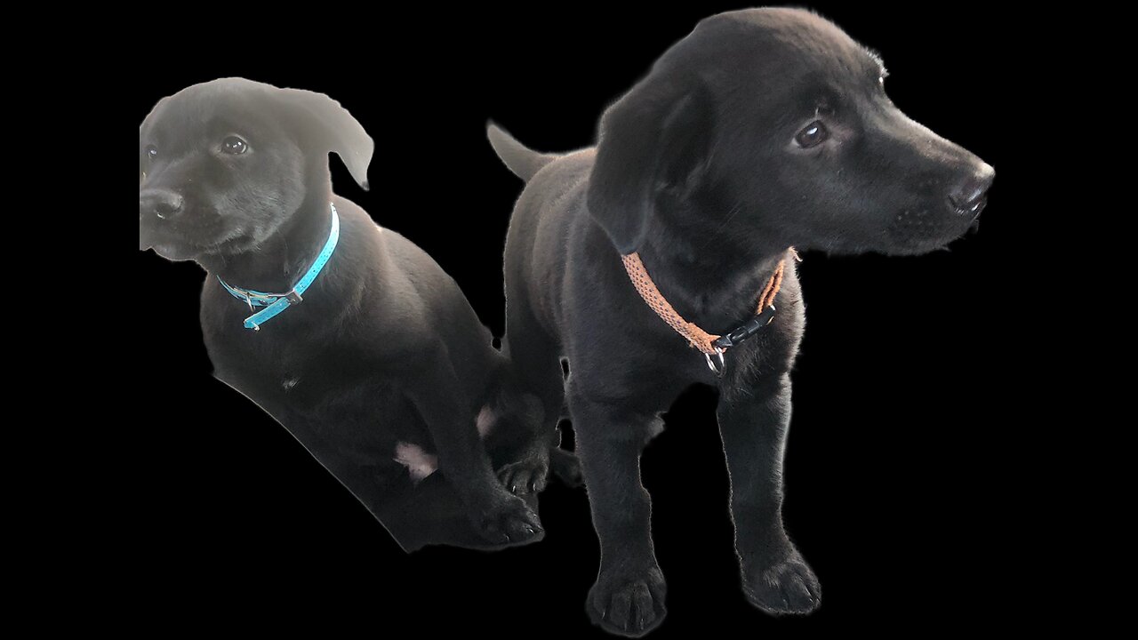 You're Not Superior Because You're White