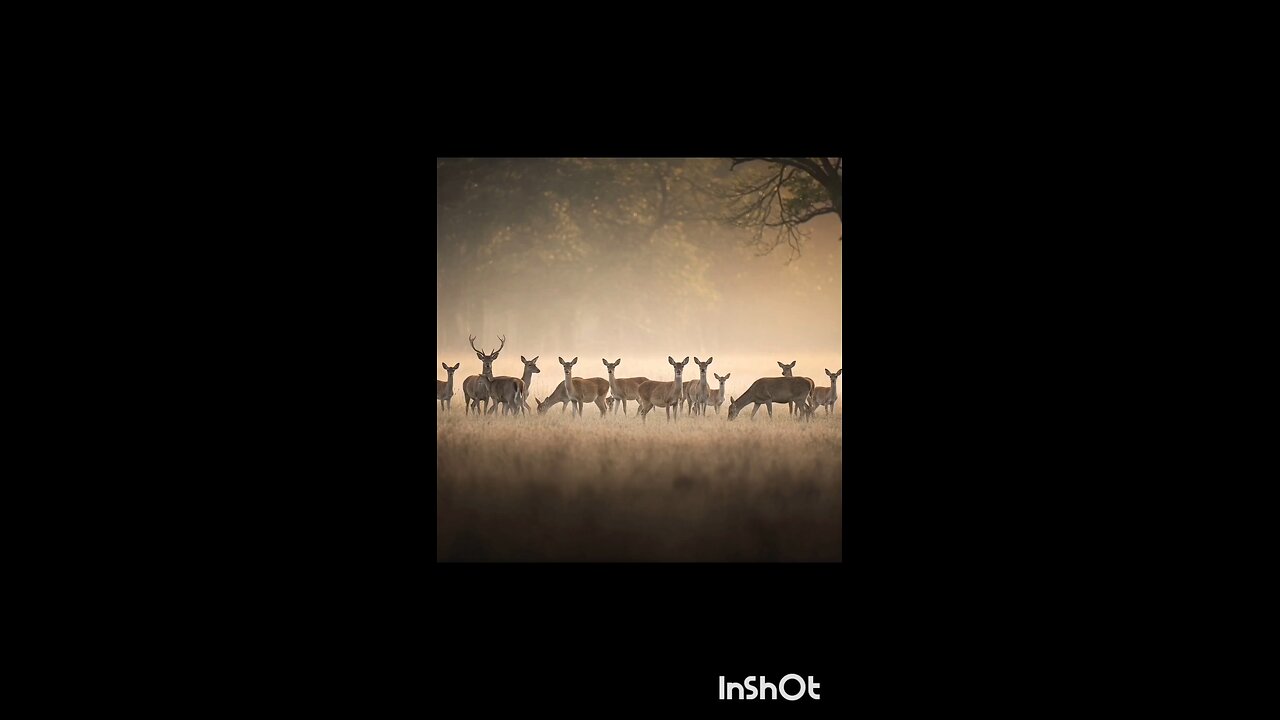 enjoy deers 🦌🦌 😀😀