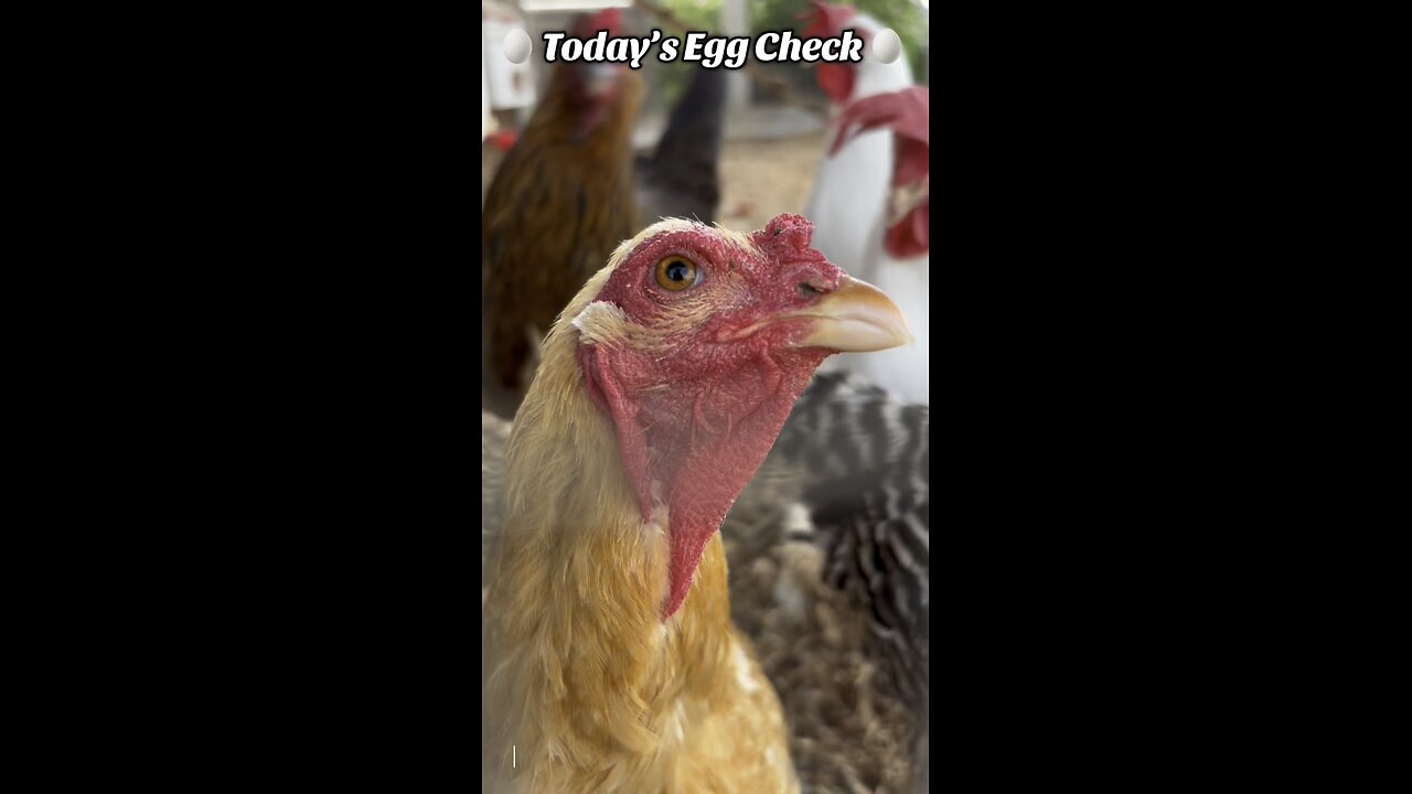 🥚 Today’s Egg Check! 🥚 #shorts