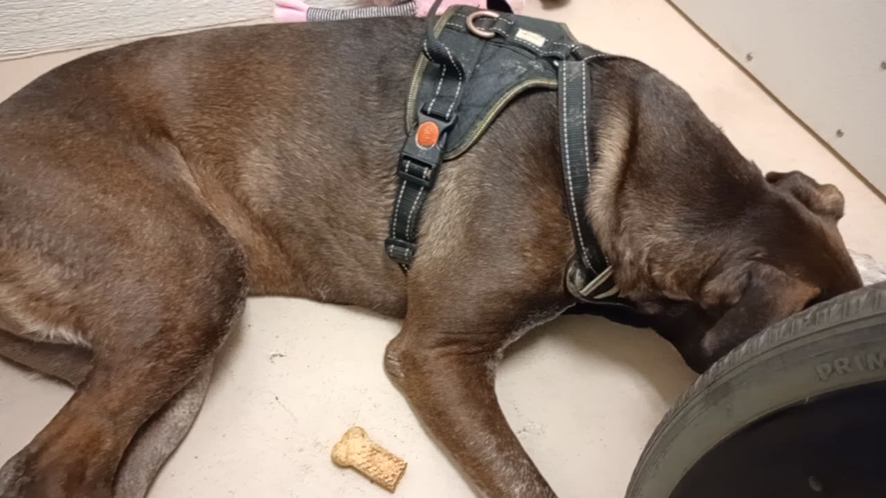 Astrid 8y A841285@TRN, Astrid lookin 4 his forever home Today felt cooped up needed space20251116251