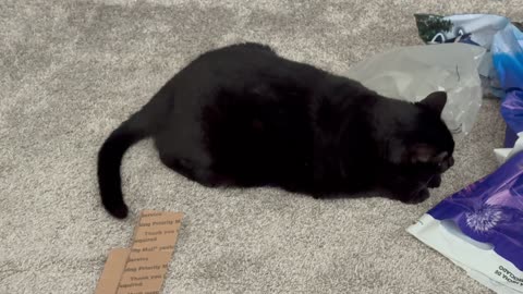 Cute Precious Piper Supervises Office Activities - My Adopted Shelter Cat Vlog
