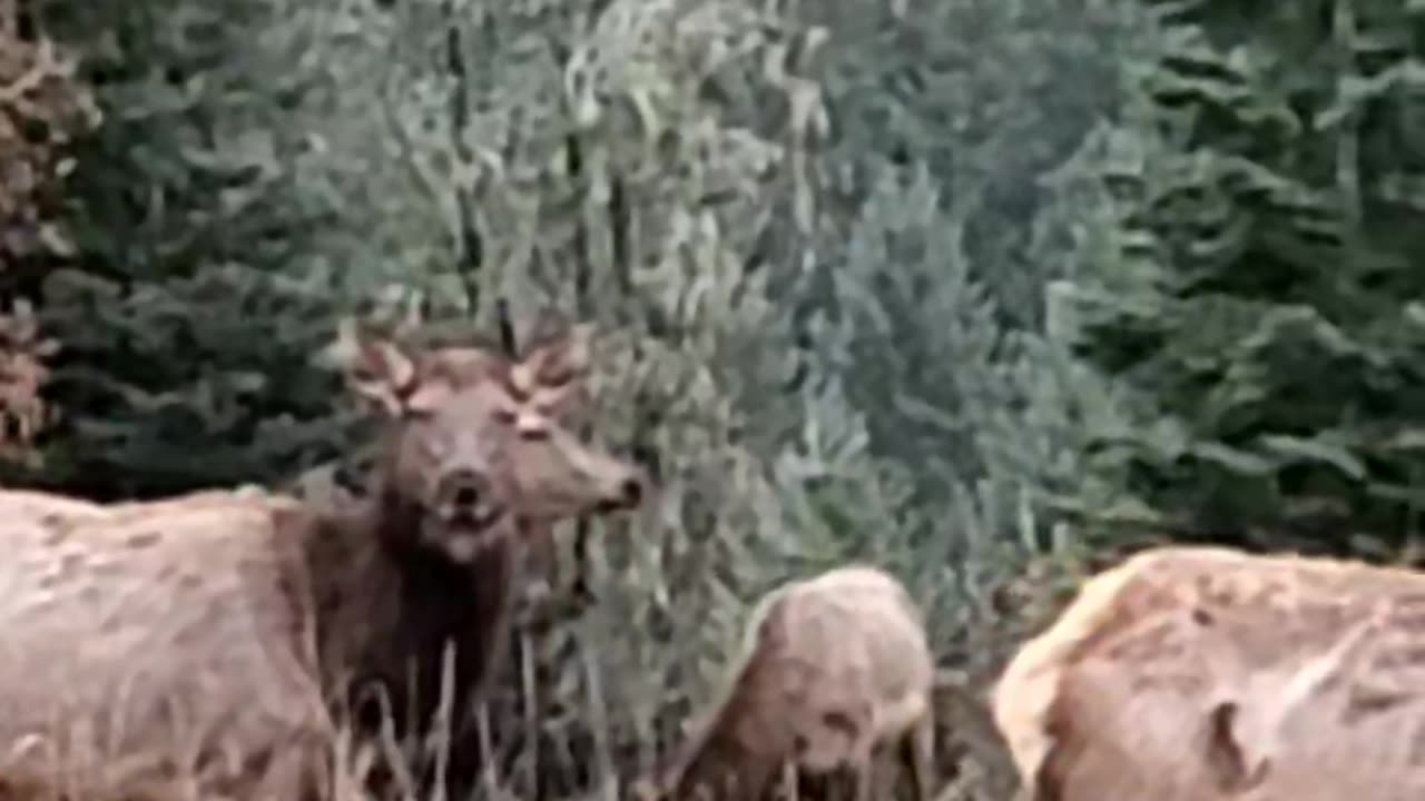 Two headed elk haha
