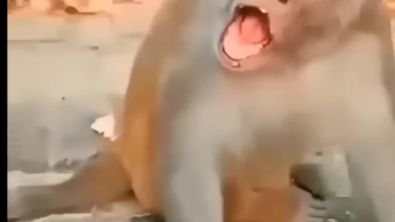 Funny kid and monkey!!!!!