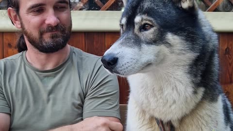 Husky Dog Spits Out French Fry in Disgust