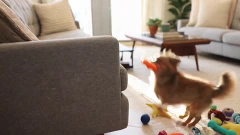 The Hilarious Adventures of Billy and Sol: Dog Antics 2026