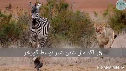 animals