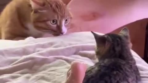 🐱 When Curiosity Turns Into Detective Mode 👀😂#FunnyCats 😹🐾 #CatDrama 👀😂 #PetHumor 🐱🤣 #CatLife 😻✨