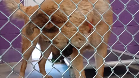 Karlo Gus 4y Pet Id 948033 kennel 19 HSSAZ shelter was more open 2 having my kibble today20250718805